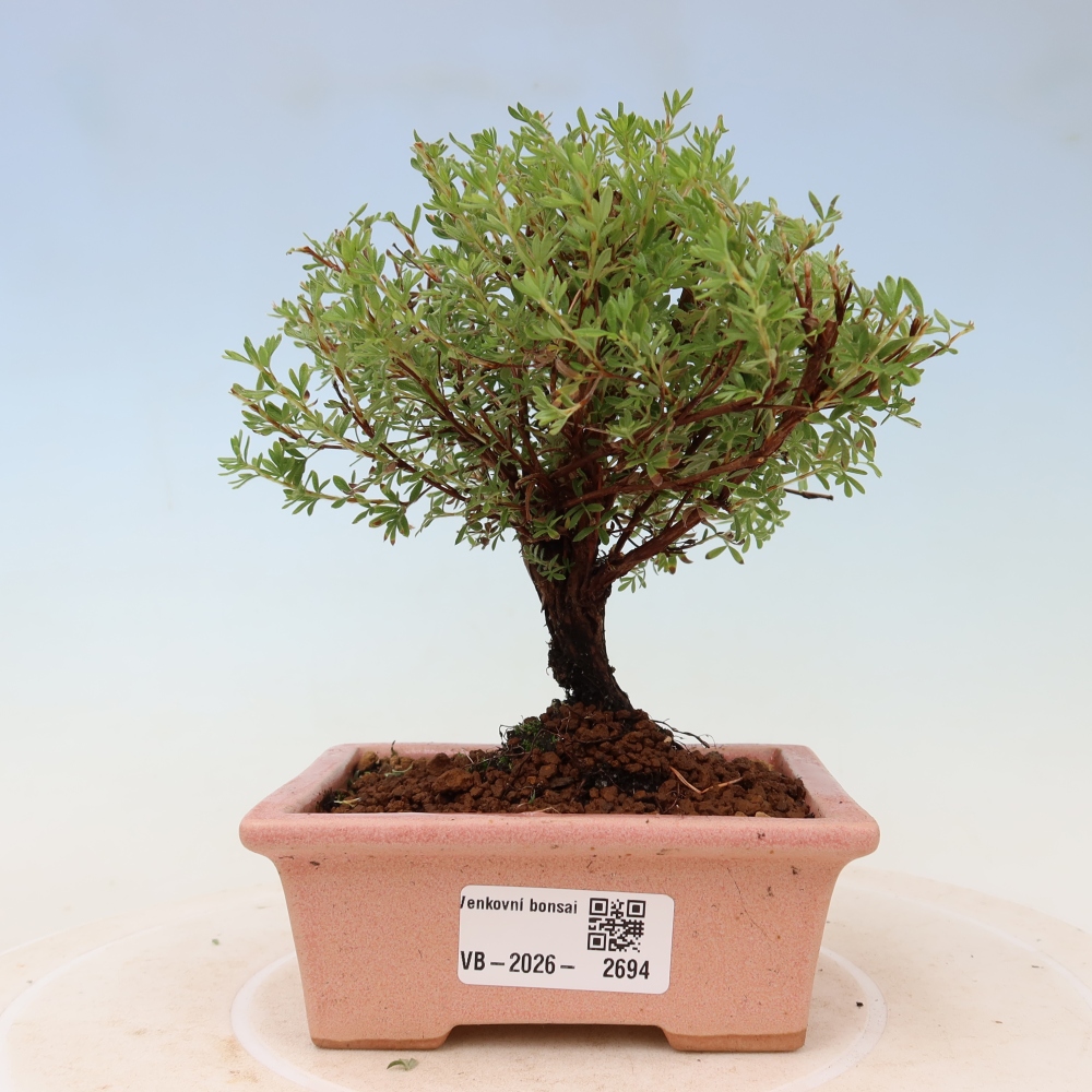 Venkovní bonsai-Mochna křovitá - potentila fruticosa Goldkissen