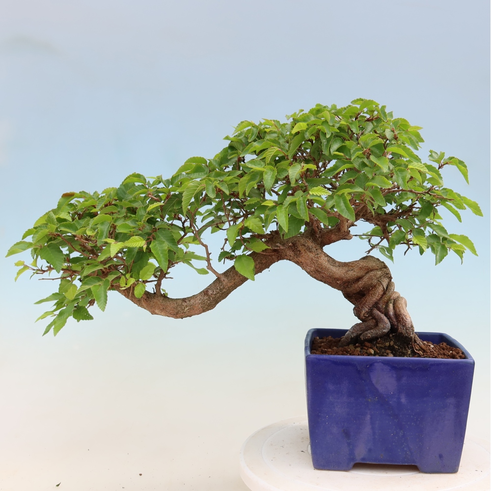 Venkovní bonsai -Carpinus Coreana - Habr korejský