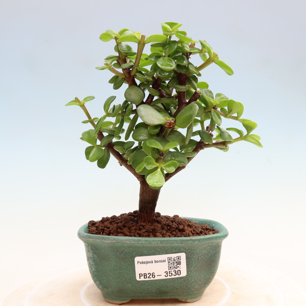 Pokojová bonsai - Portulakaria Afra - Tlustice