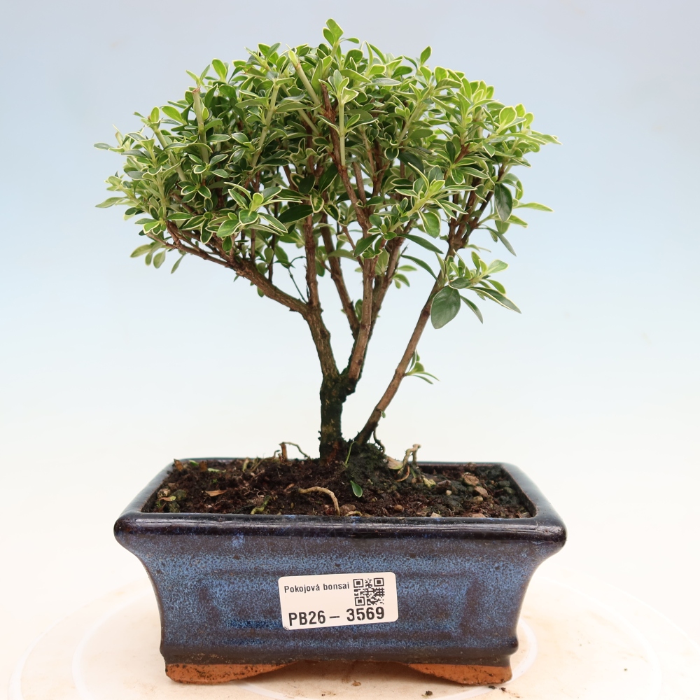 Pokojová bonsai - Serissa foetida Variegata - Strom tisíce hvězd