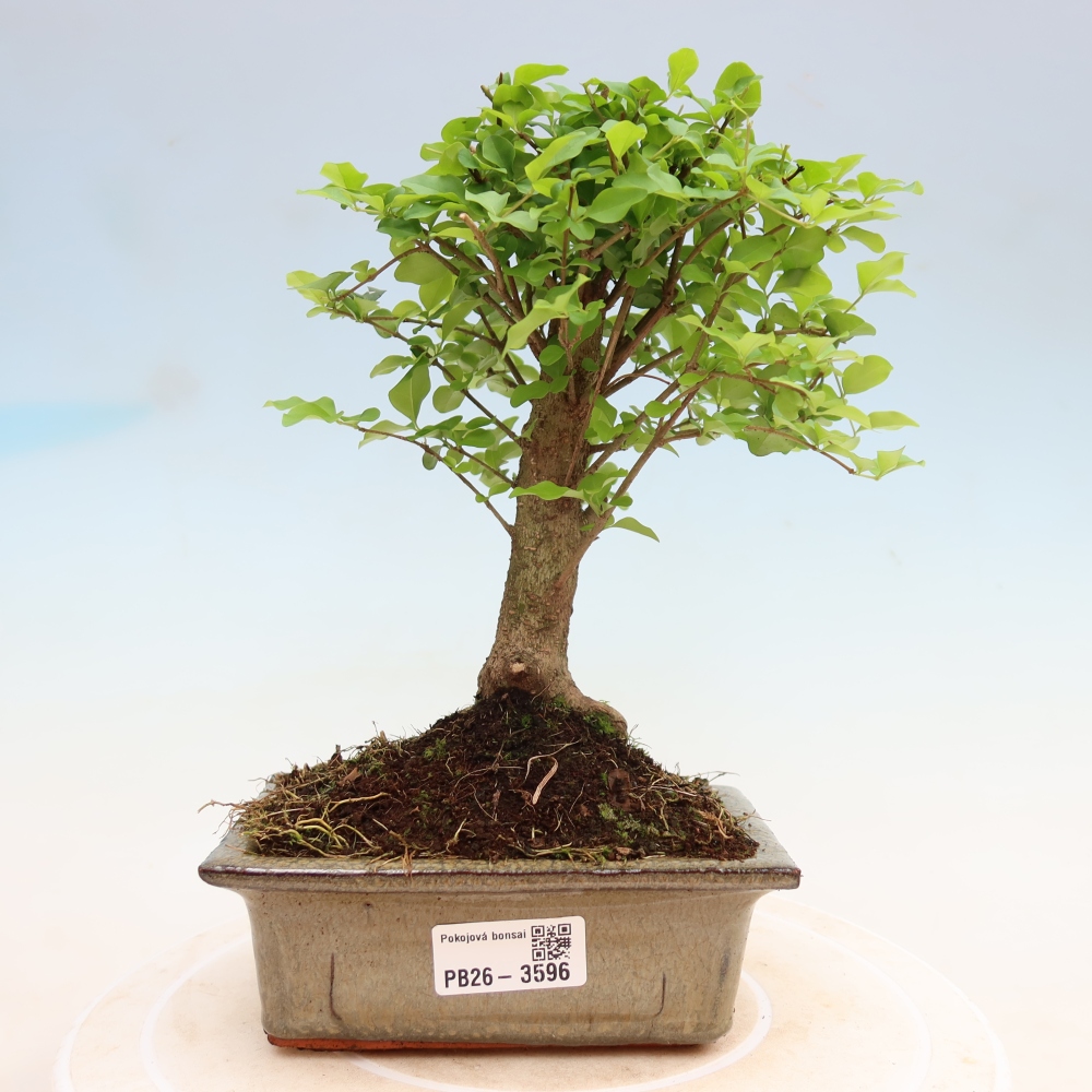 Pokojová bonsai -Ligustrum chinensis - Ptačí zob