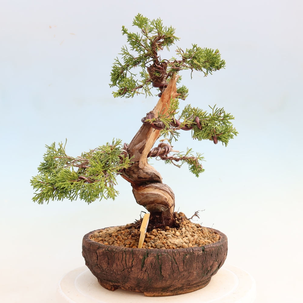 Venkovní bonsai - Juniperus chinensis Itoigawa-Jalovec čínský