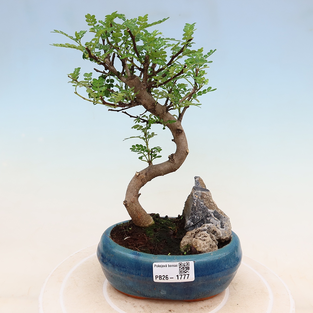 Pokojová bonsai - Zantoxylum piperitum - Pepřovník