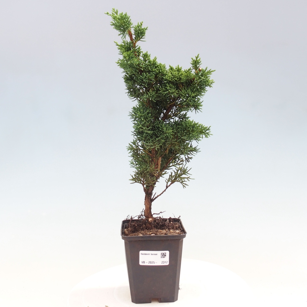 Venkovní bonsai - Juniperus chinensis Kishu -Jalovec čínský