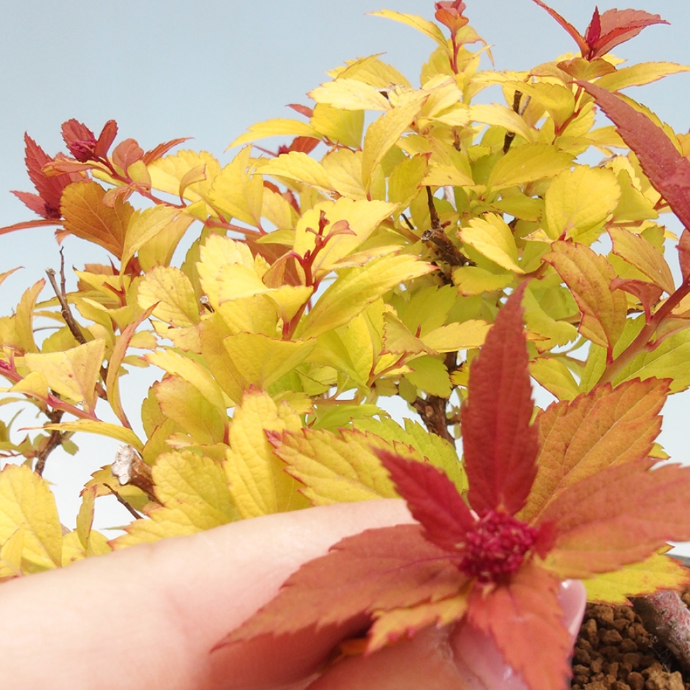 Venkovní bonsai - tavolník - Spirae Aurea