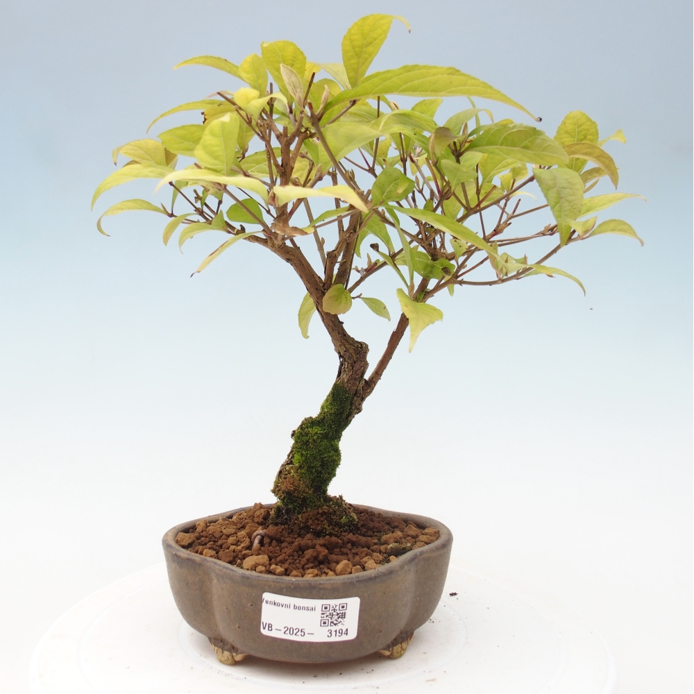 Venkovní bonsai - krásnoplodka - Callicarpa japonica