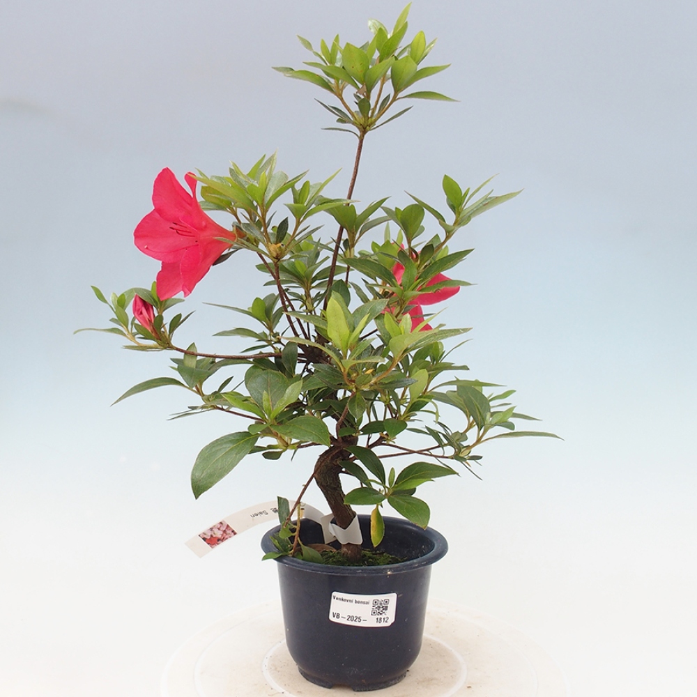 Venkovní bonsai - Japonská azalka - Azalea Saien