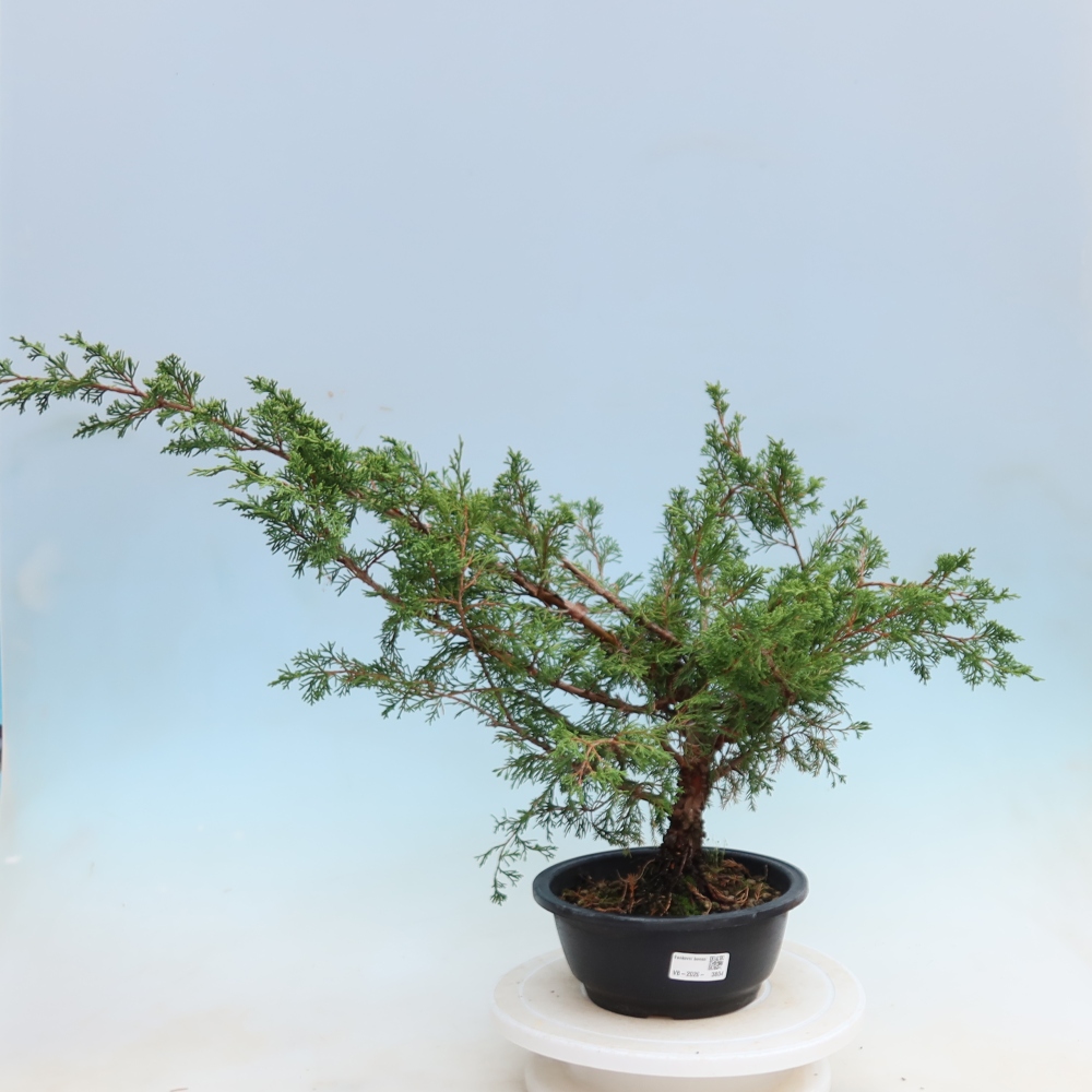 Venkovní bonsai - Juniperus chinensis Itoigawa - Jalovec čínský