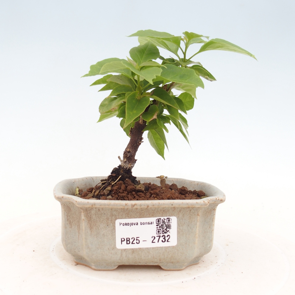 Pokojová bonsai - Bouganwilea