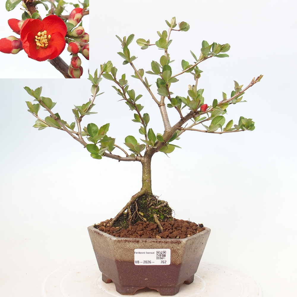 Venkovní bonsai - Chaneomeles sup. Nicoline - kdoulovec