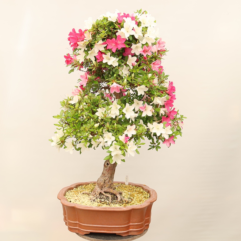 Venkovní bonsai - Japonská azalka - Azalea Sayaka