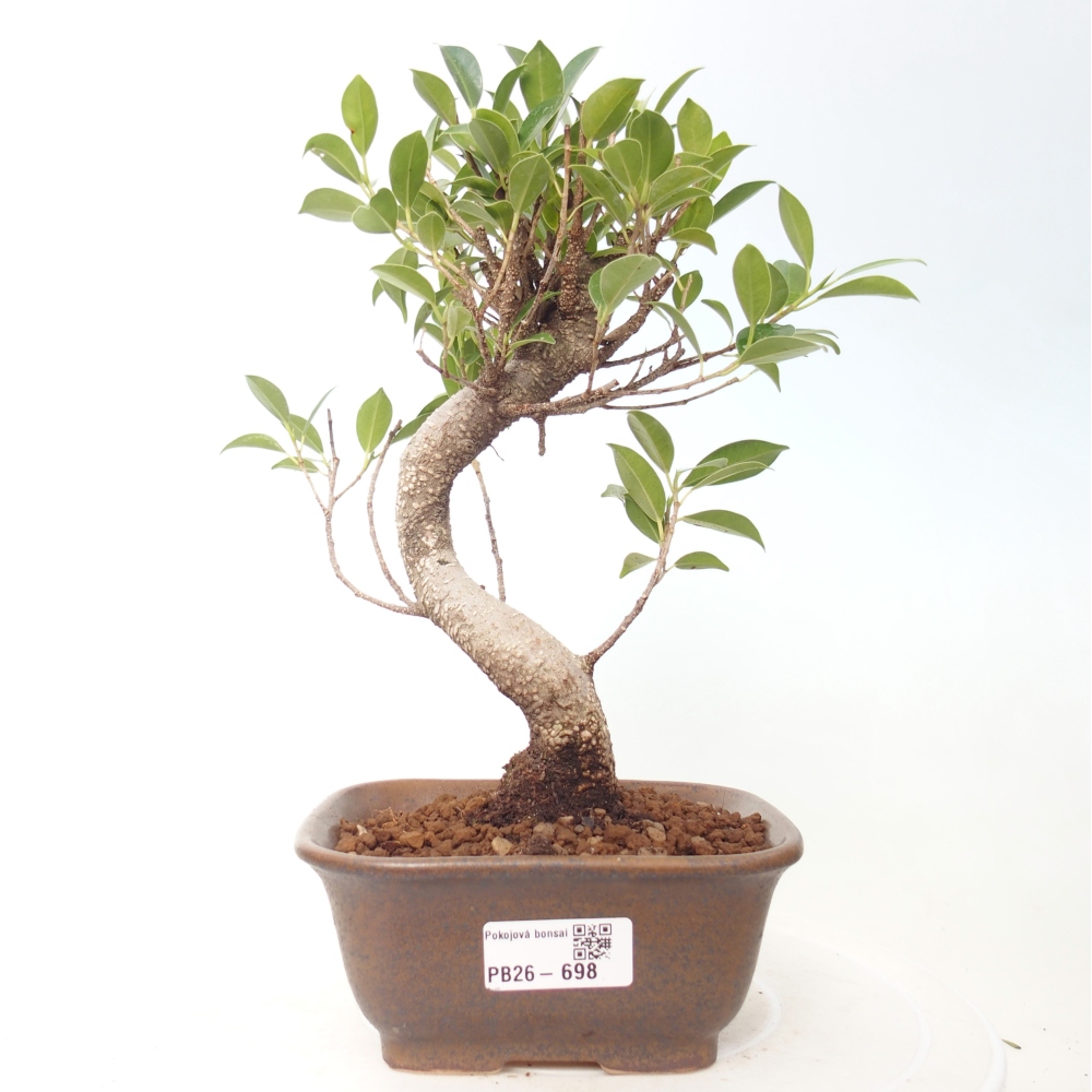 Pokojová bonsai - Ficus retusa -  malolistý fíkus