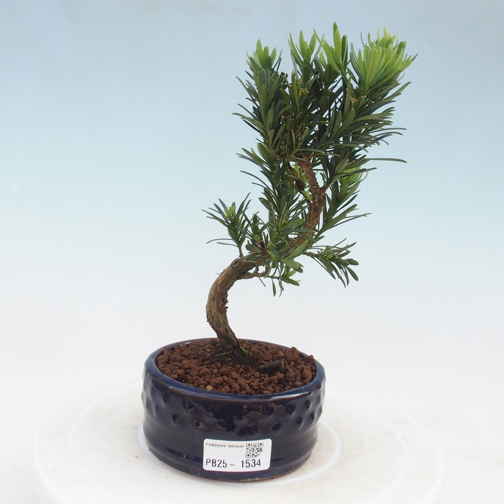 Pokojová bonsai - Podocarpus - Kamenný tis