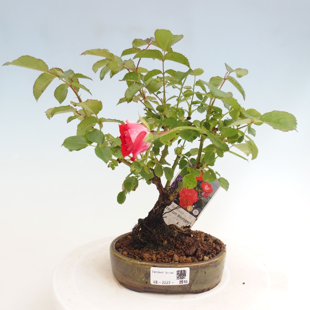 Venkovní bonsai - Rosa Kordes -  růže