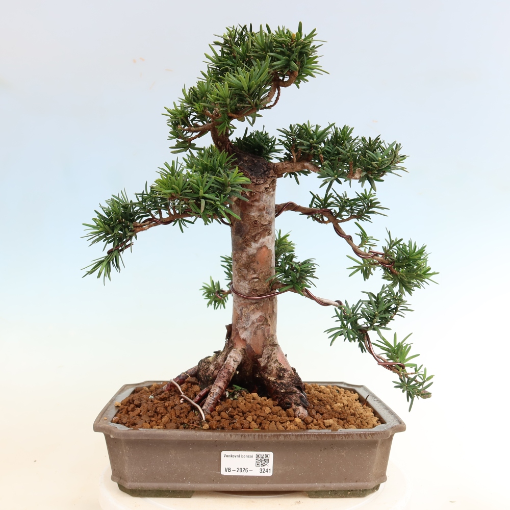 Venkovní bonsai - Taxus cuspidata  - Tis japonský