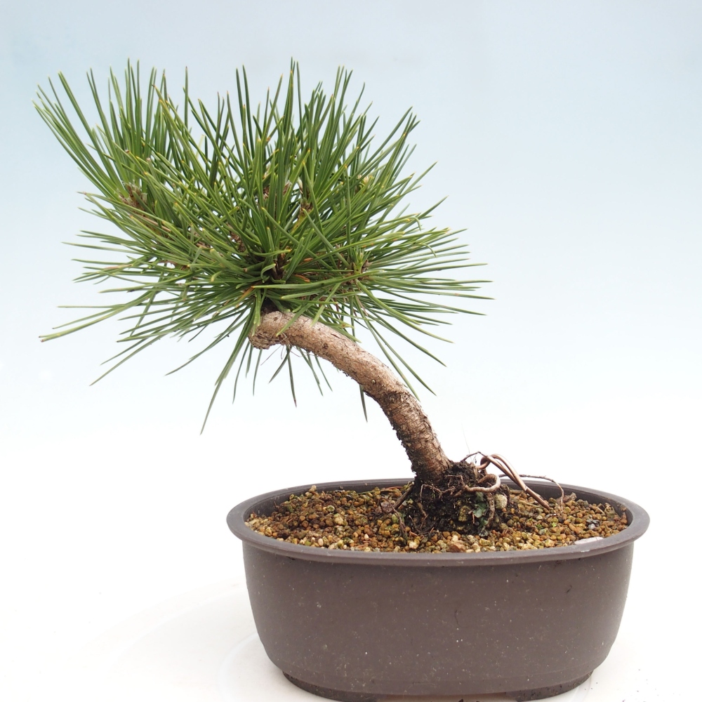 Venkovní bonsai - Pinus thunbergii - Borovice thunbergova