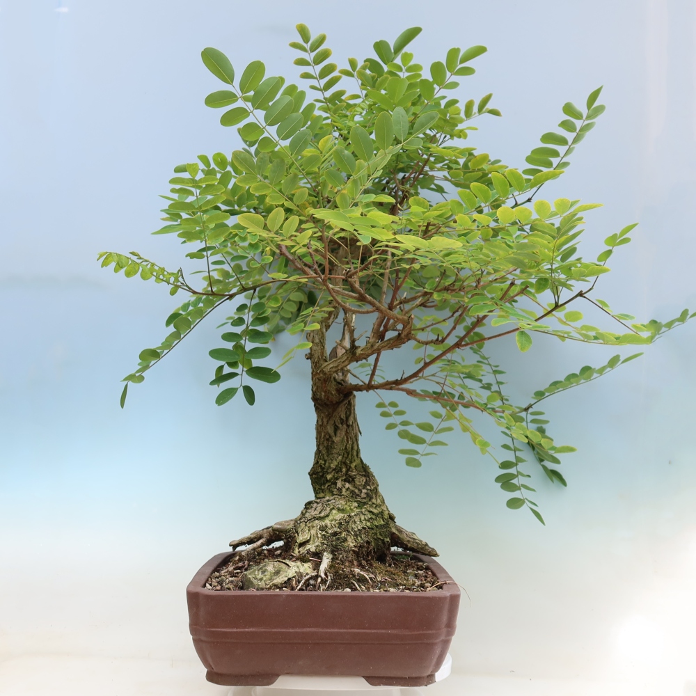 Venkovní bonsai - Trnovník  Akát - Robinia pseudoacacia