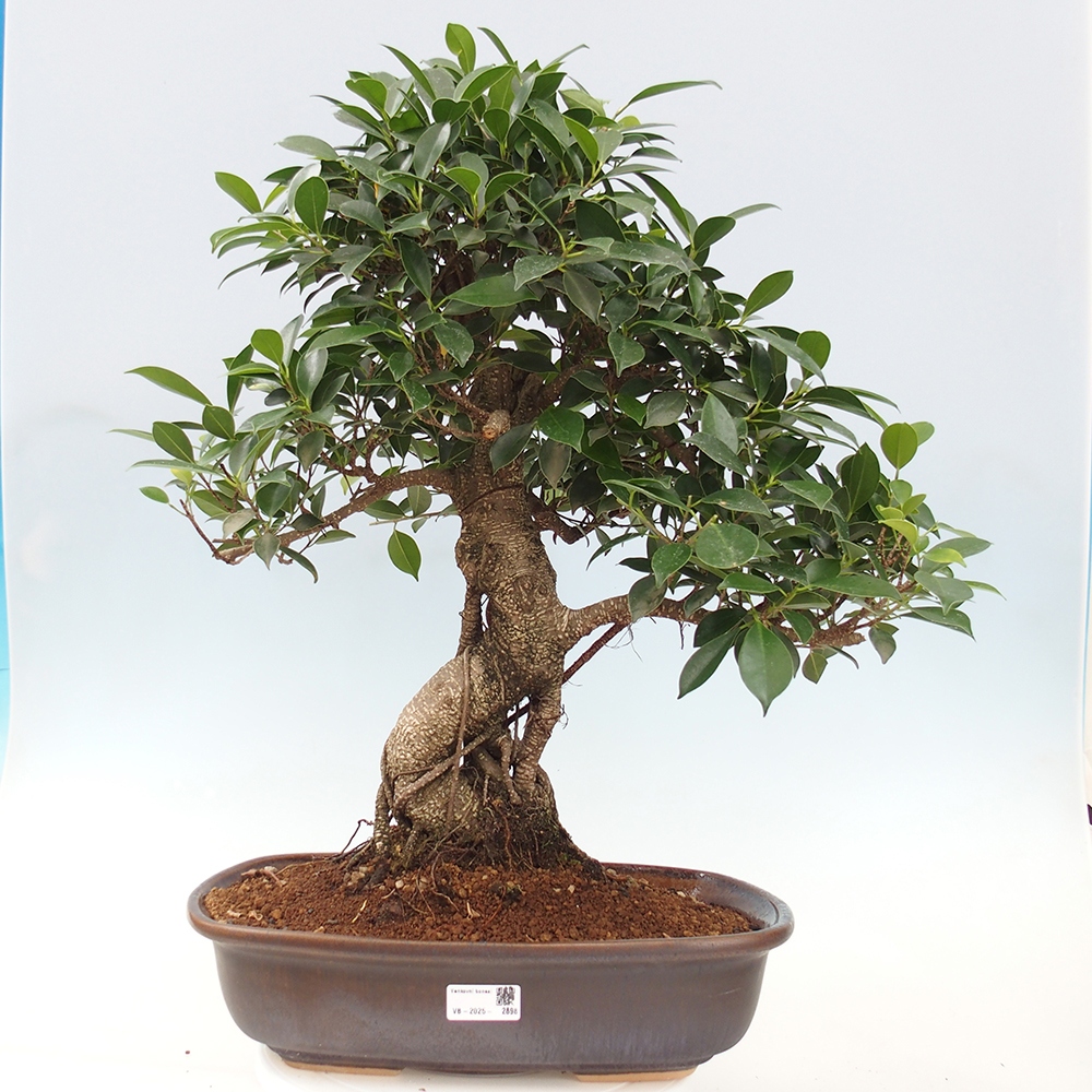 Pokojová bonsai - Ficus kimmen -  malolistý fíkus - POUZE OSOBNÍ ODBĚR nebo paletová přeprava