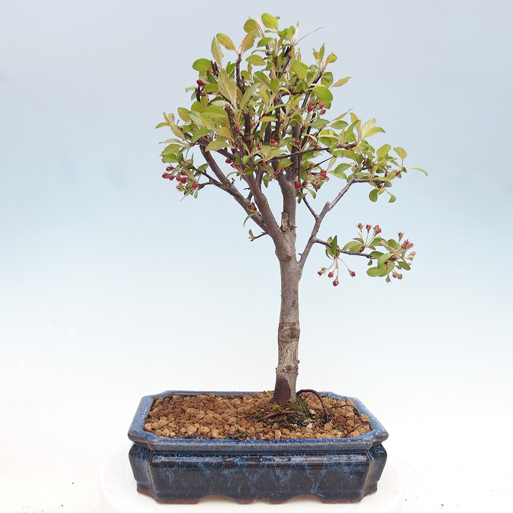 Venkovní bonsai -Malus domestica - Maloplodá jabloň červenolistá