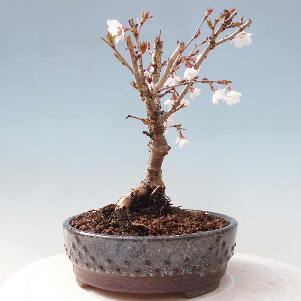 Venkovní bonsai - Prunus incisa Kojou-no mai-Slivoň vyříznutá