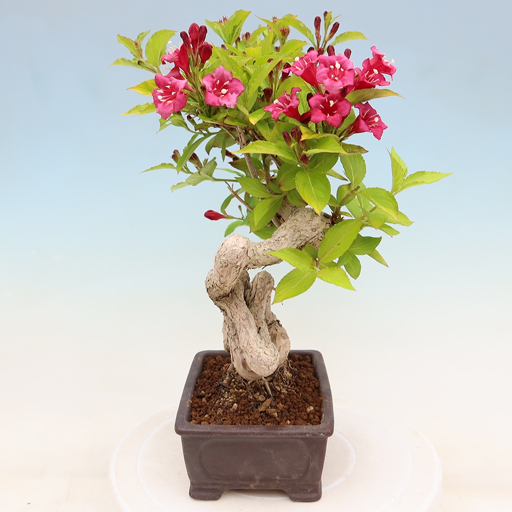 Venkovní bonsai - Weigela subsessilis - Vajgélie korejská