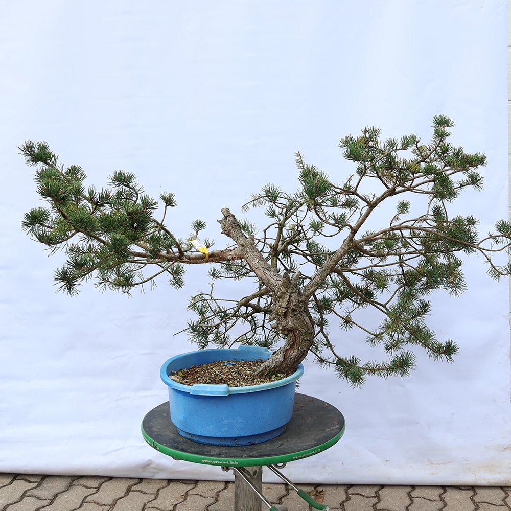 Pinus sylvestris Španělsko - borovice lesní