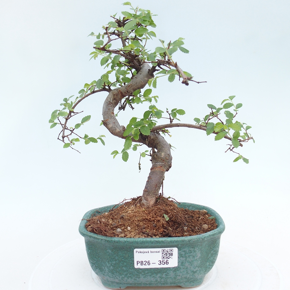 Pokojová bonsai - Ulmus parvifolia - Malolistý jilm