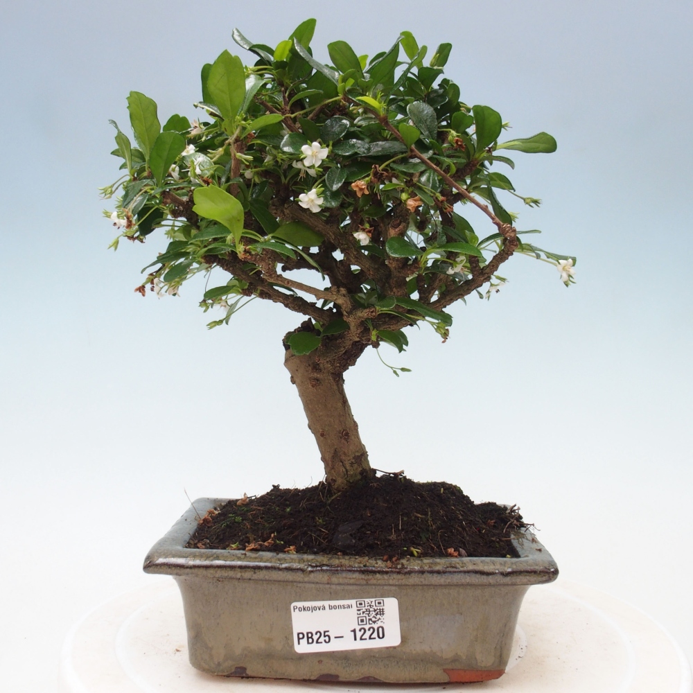 Pokojová bonsai - Carmona macrophylla - Čaj fuki