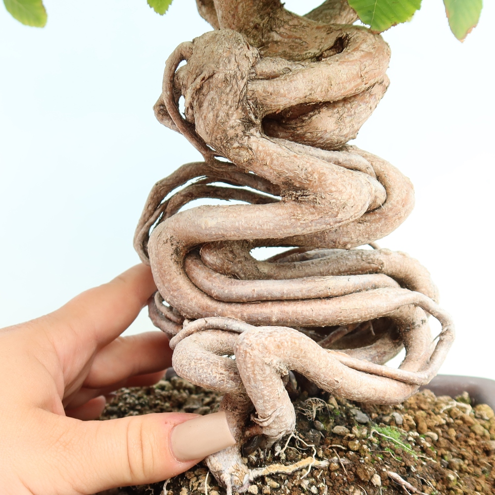 Venkovní bonsai -Carpinus CARPINOIDES - Habr korejský