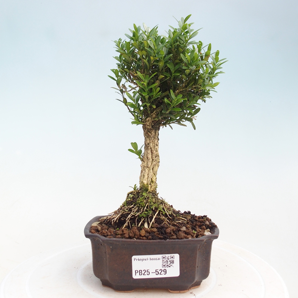 Pokojová bonsai - Buxus harlandii - korkový buxus