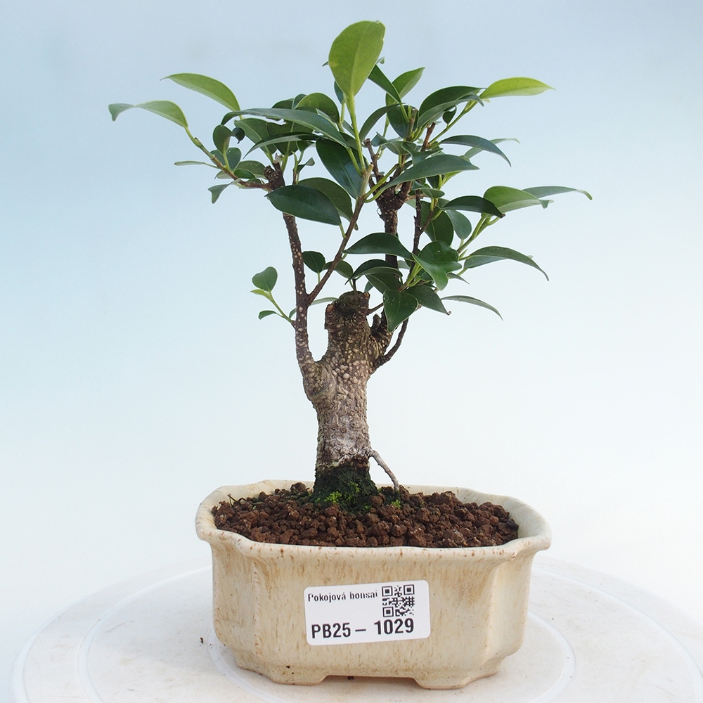 Pokojová bonsai Ficus retusa kimmen