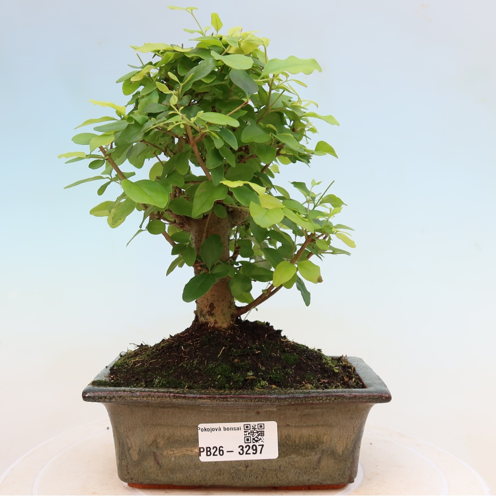 Pokojová bonsai -Ligustrum chinensis - Ptačí zob