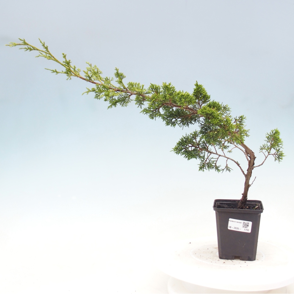 Venkovní bonsai - Juniperus chinensis Itoigawa -Jalovec čínský