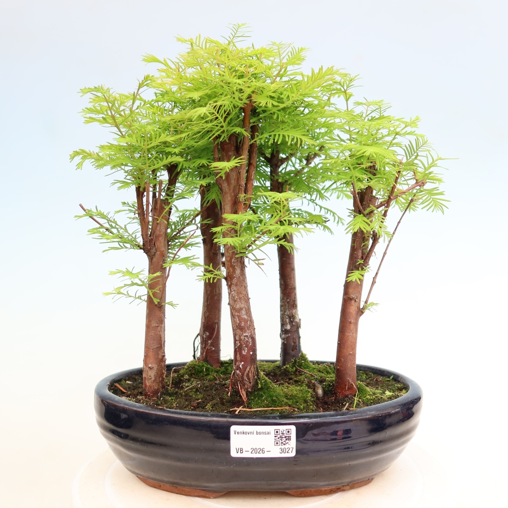 Venkovní bonsai - Metasequoia glyptostroboides - Metasekvoje čínská - lesík
