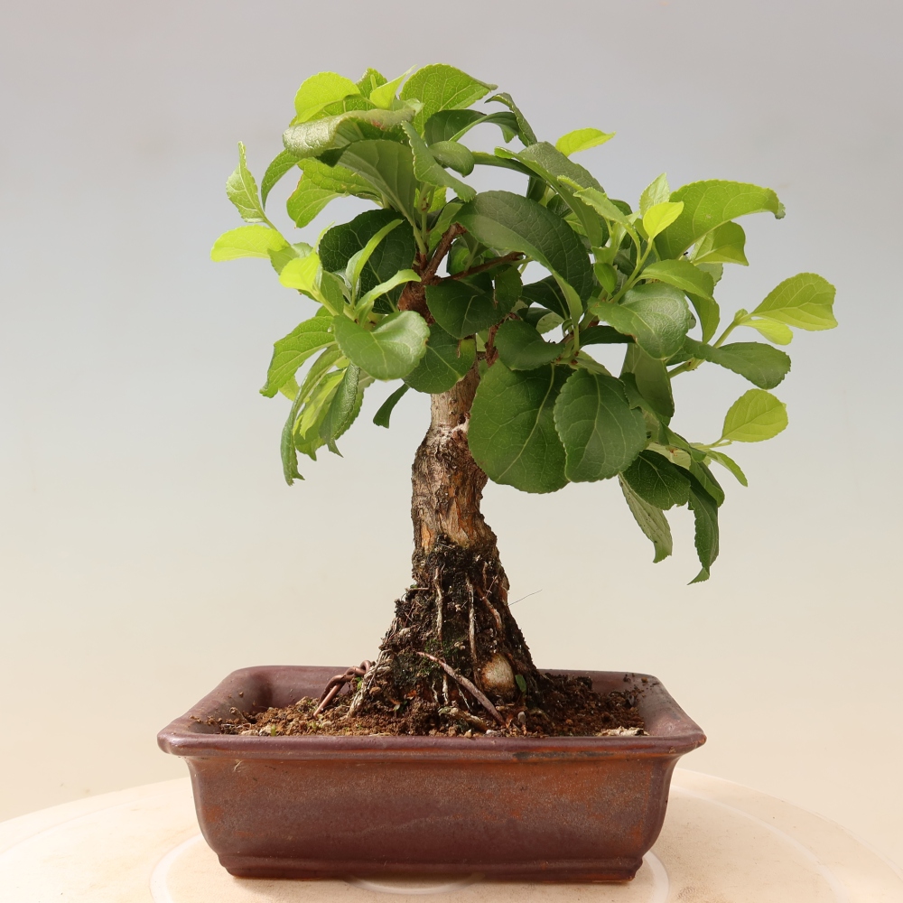 Venkovní bonsai - Celastrus  orbiculatus - Jesenec okrouhlolistý