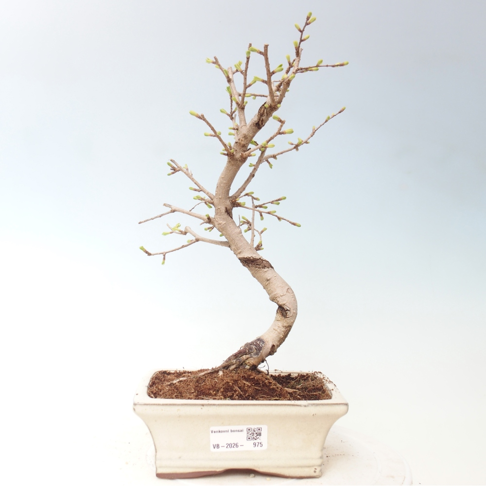 Venkovní bonsai -Pseudolarix amabis-Pamodřín
