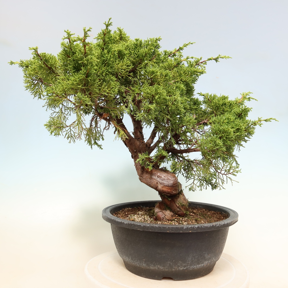 Venkovní bonsai - Juniperus chinensis Itoigawa-Jalovec čínský