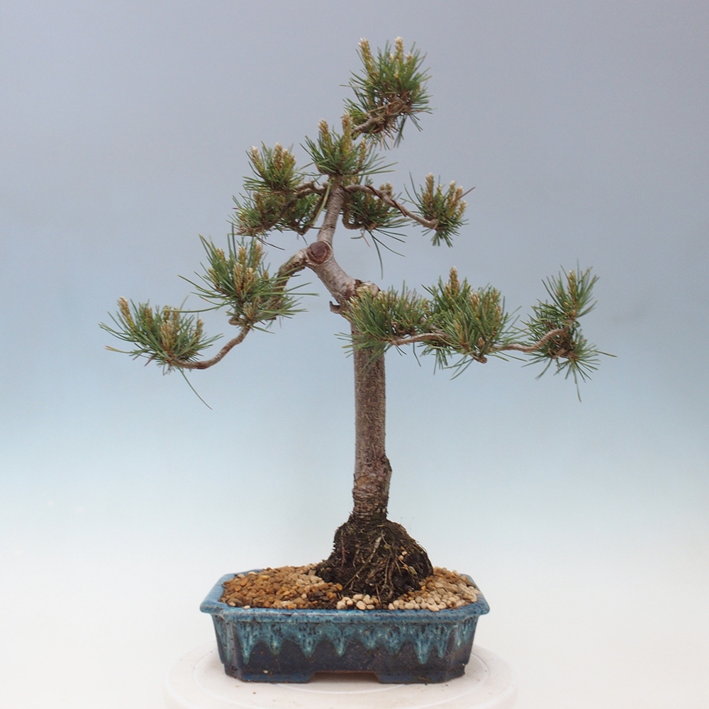 Venkovní bonsai - Pinus Sylvestris Watererri - Borovice lesní