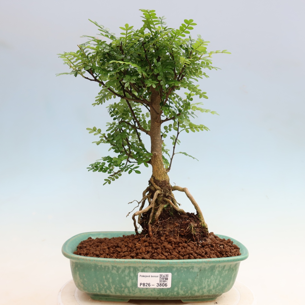 Pokojová bonsai - Zantoxylum piperitum - Pepřovník