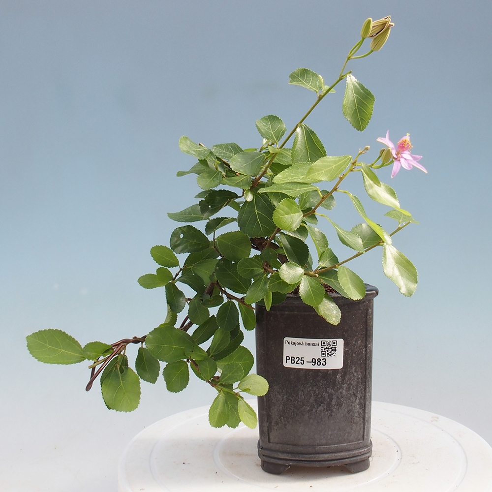 Pokojová bonsai - Grewia occidentalis - Hvězdice levandulová