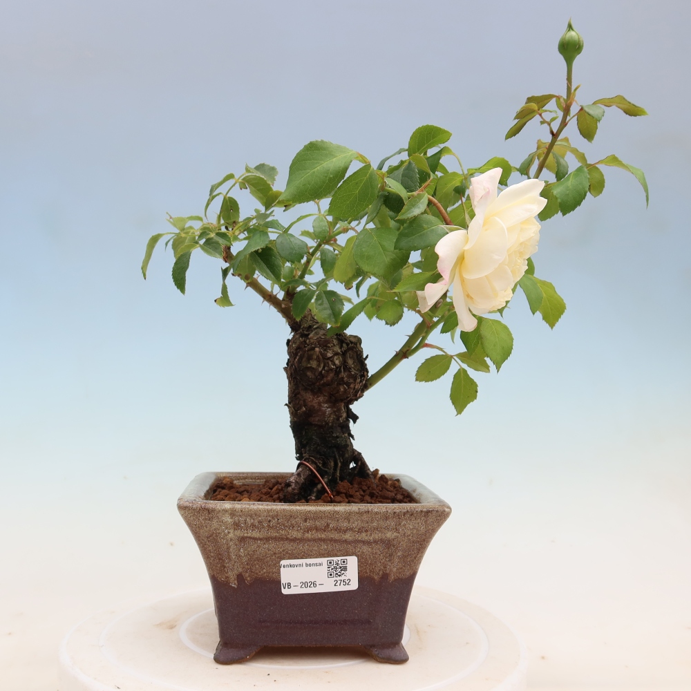 Venkovní bonsai - Rosa Kordes -  růže