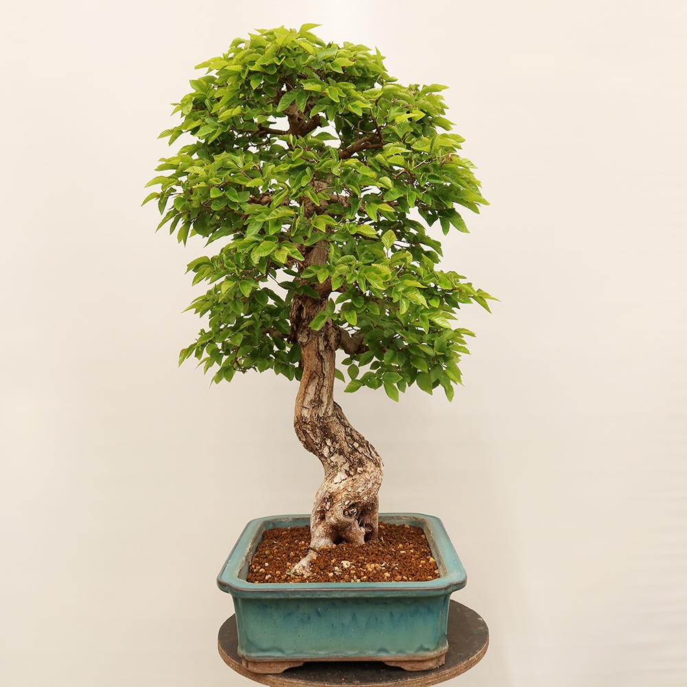 Venkovní bonsai -Carpinus Coreana - Habr korejský