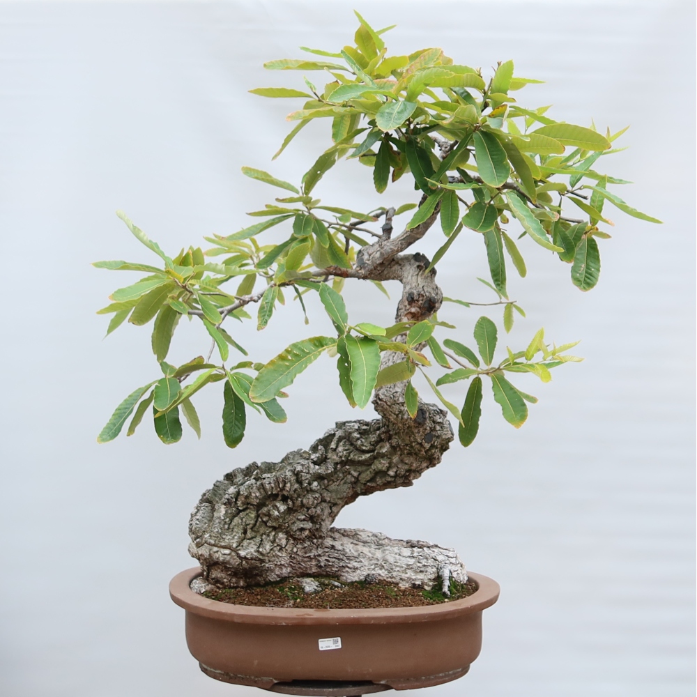 Venkovní bonsai - Quercus castaneifolia  - Dub kaštanolistý