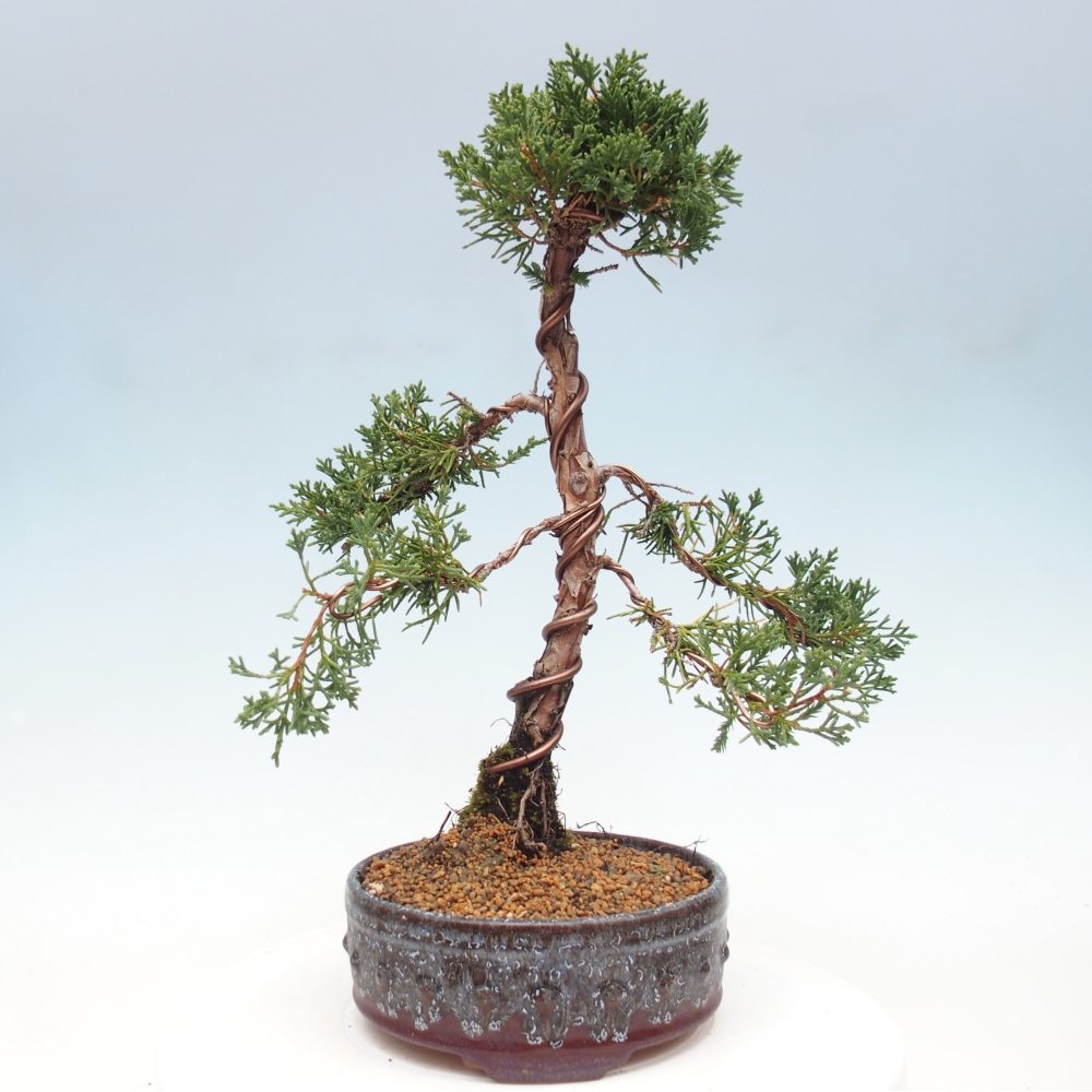 Venkovní bonsai - Juniperus chinensis Kishu -Jalovec čínský