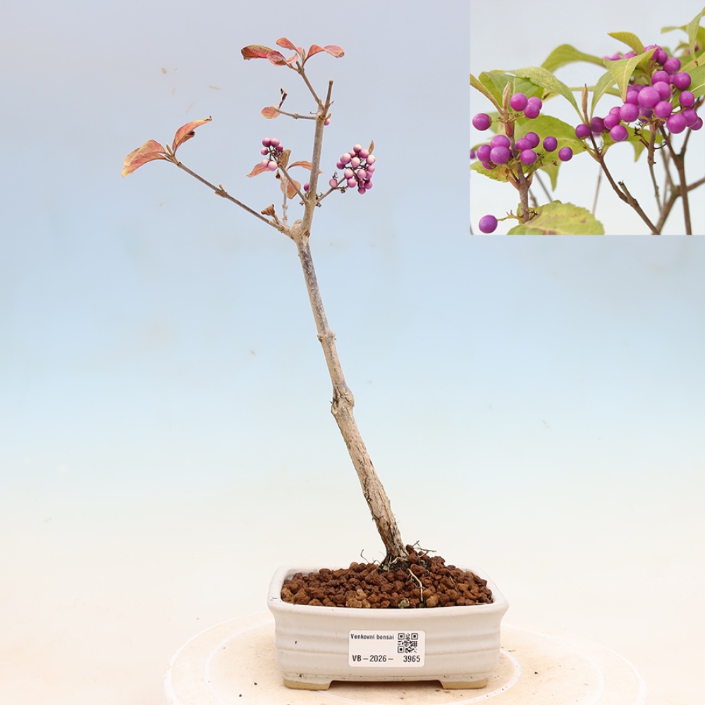 Venkovní bonsai - krásnoplodka - Callicarpa bodinierova profusion