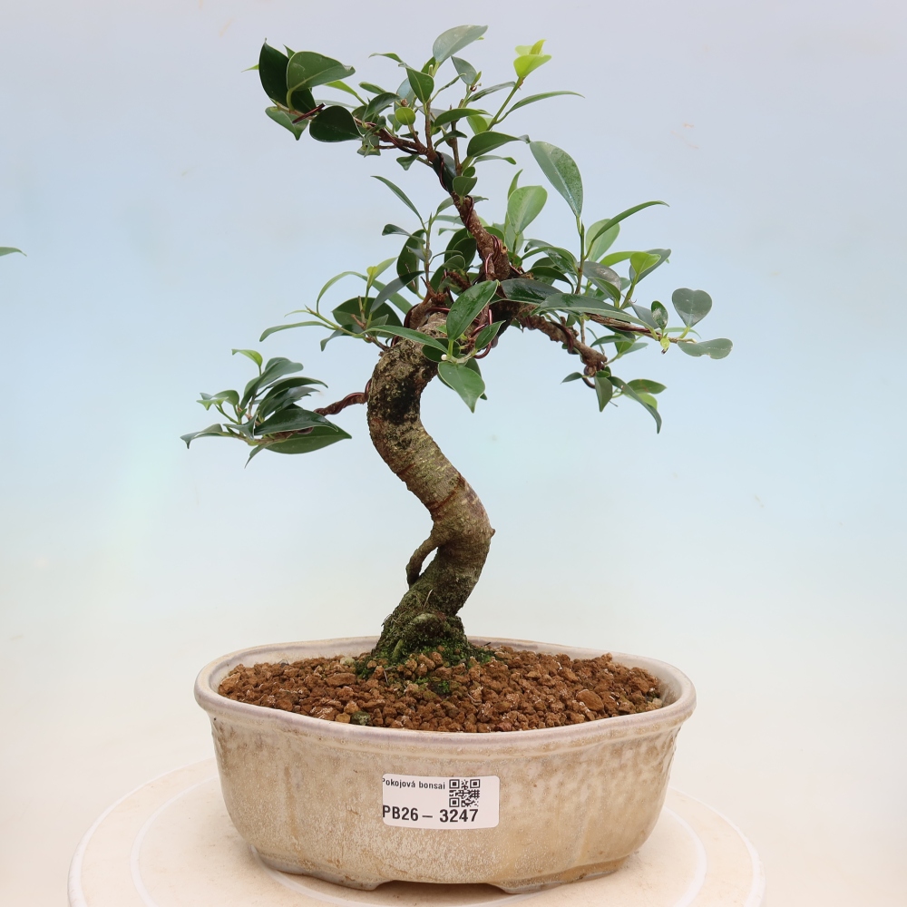 Pokojová bonsai - Ficus kimmen -  malolistý fíkus