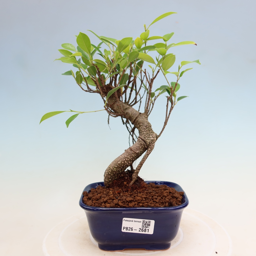 Pokojová bonsai - Ficus kimmen -  malolistý fíkus