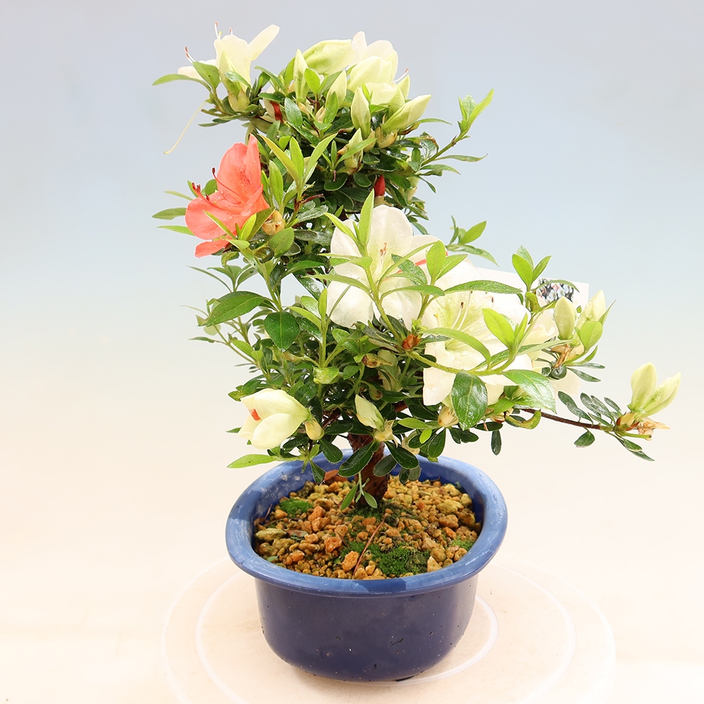 Venkovní bonsai - Japonská azalka - Azalea Asahi-no-izumi