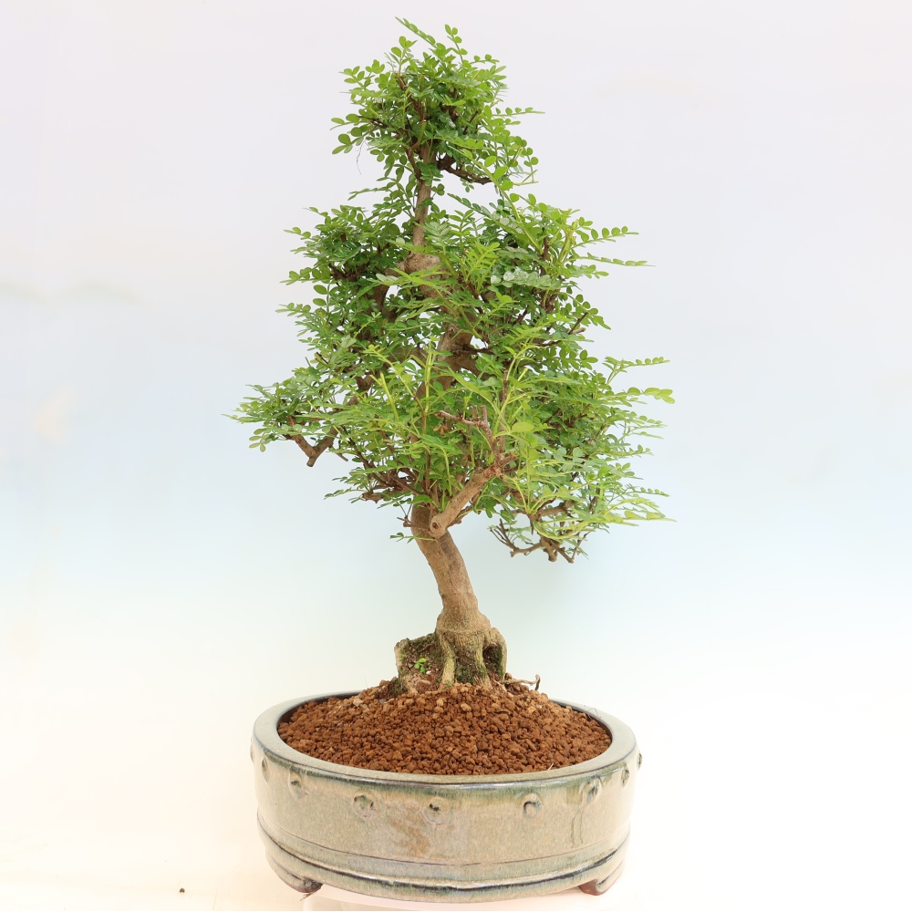 Pokojová bonsai - Zantoxylum piperitum - pepřovník