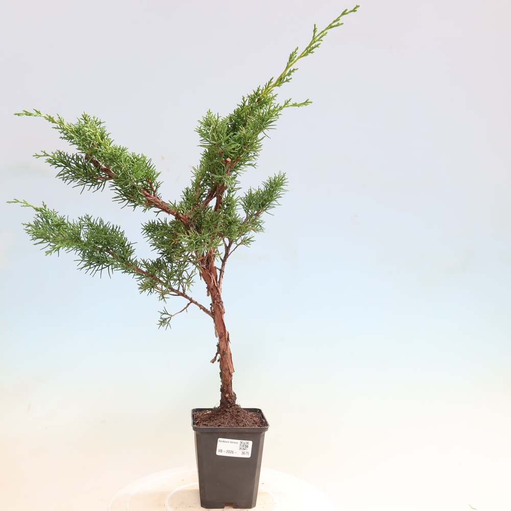 Venkovní bonsai - Juniperus chinensis Kishu -Jalovec čínský